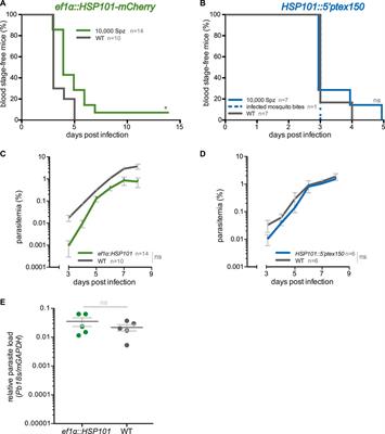 Absence of PEXEL-Dependent Protein Export in Plasmodium Liver Stages Cannot Be Restored by Gain of the HSP101 Protein Translocon ATPase